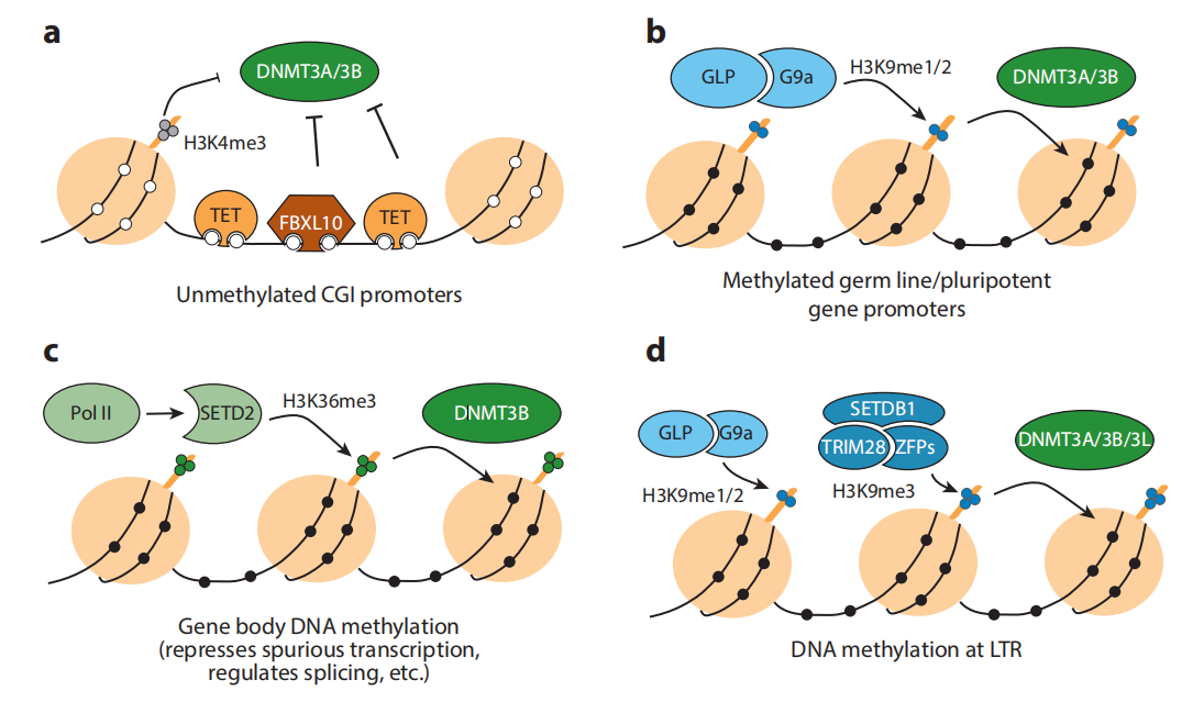 DNA甲基化酶分为2类：维持DNA甲基化转移酶（Dnmt1）和从头甲基化酶（Dnmt3a、Dnmt3b和 Dnmt3L 等）.png