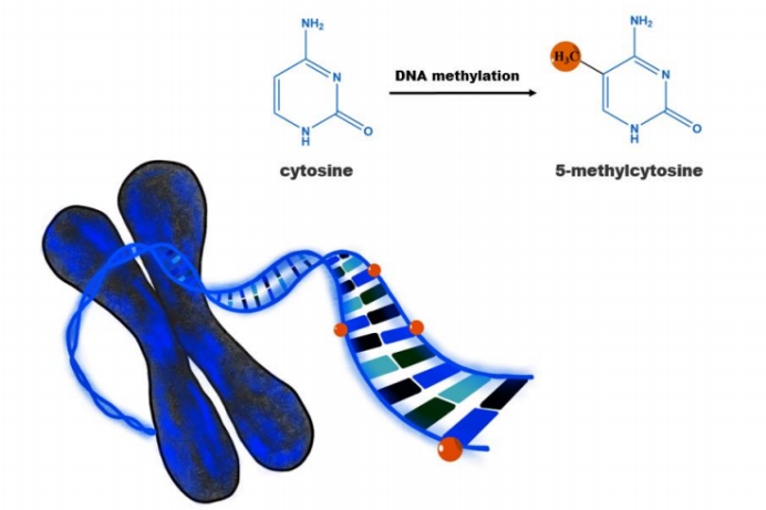 DNA甲基化（DNA Methylation)：是指DNA序列上特定的碱基在DNA甲基化转移酶（DNMT）的作用下，通过共价键结合的形式获得一个甲基基团的过程.png